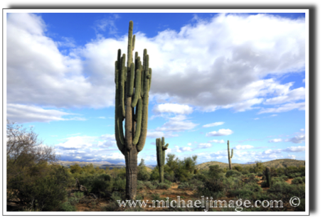 "old saguaro"
McDowell mountain preserve - scottsdale, az.